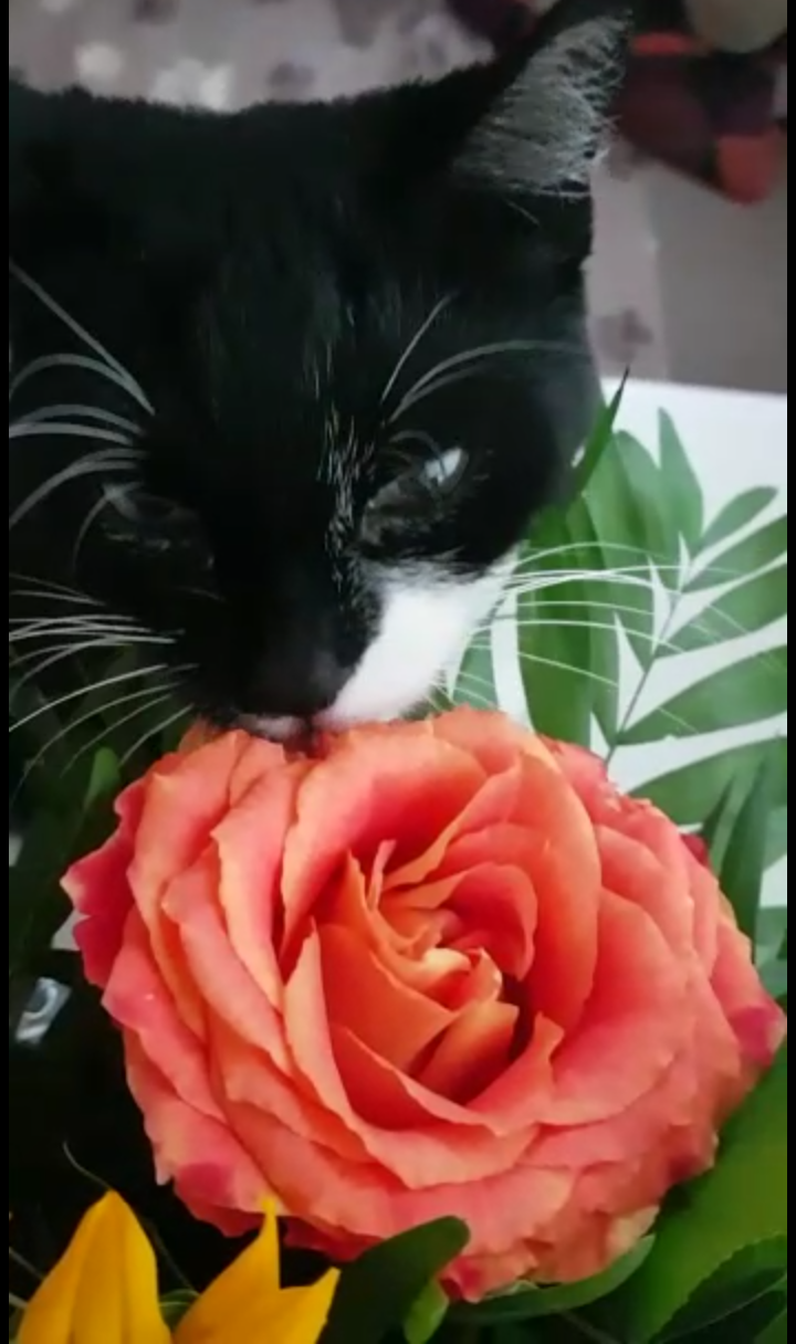 Was haben Katzen und Rosen miteinander gemeinsam ?